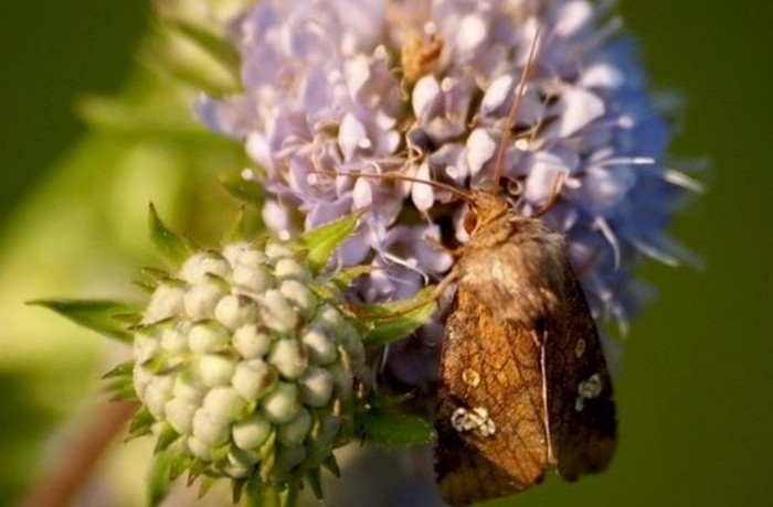 Vampire Butterfly, alebo Scoop