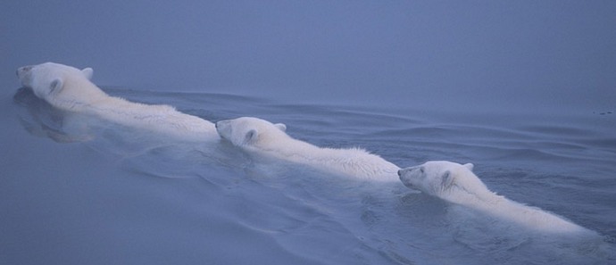 Polar Bears - Mariners