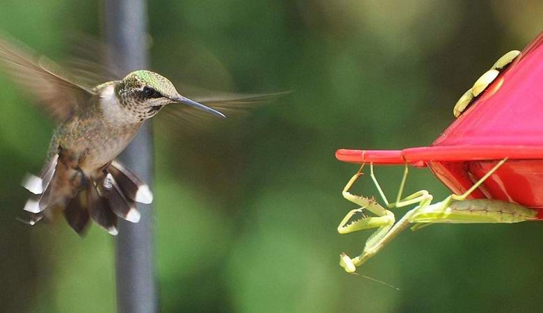 Mantis, ukázalo sa, že dobrovoľne jedia vtáky.