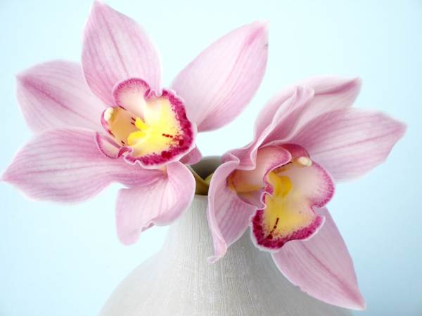 je možné chovať orchidey doma 