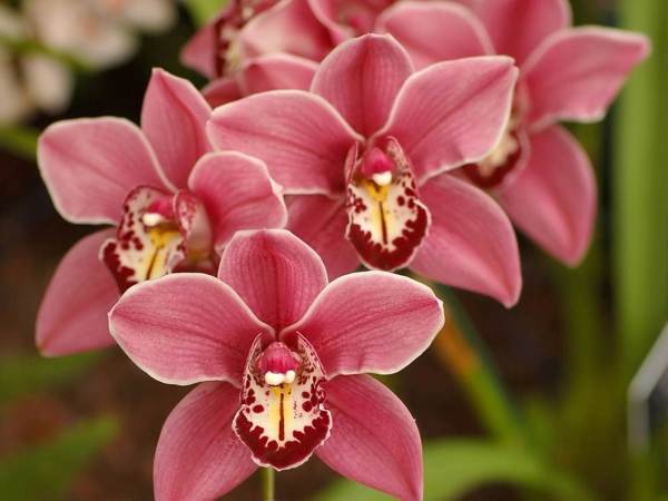 znamenia orchidey 