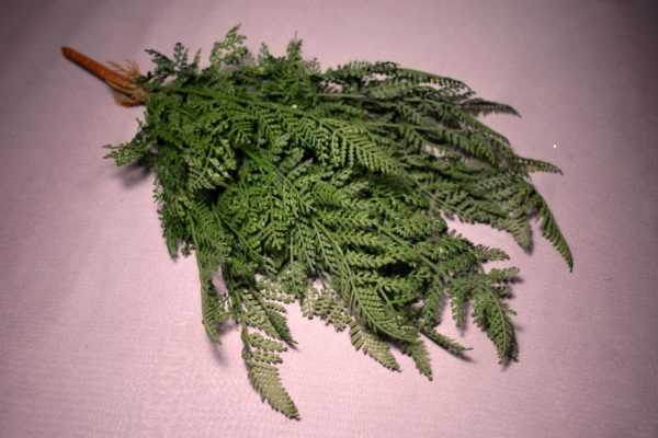Fern metla 