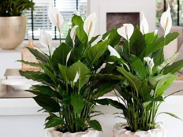 spathiphyllum znamenia a povery 