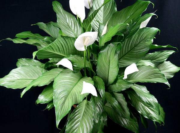 spathiphyllum ženské znaky šťastia 