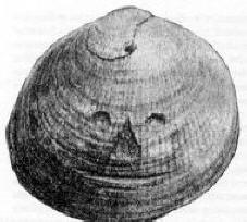 Prehistorické artefakty: Coin from Illinois, Obrázok Shell Face, Anglicko (1881)