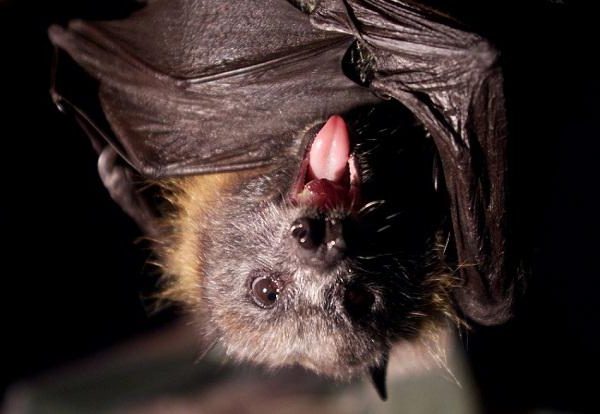 Na imunite netopierov je niečo zvláštne, čo z nich robí ideálne vírusové inkubátory. 