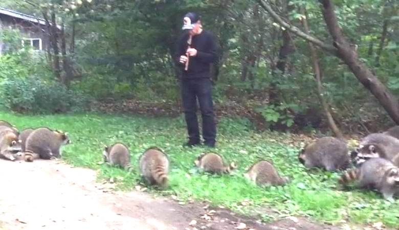 Flutista kreslí divoké mývaly s podivnou serenádou