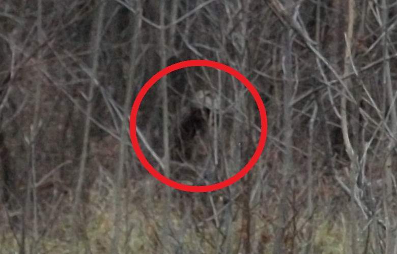 Fotografie tajomného humanoidu v lese zaujali ufológov aj kryptozoológov.