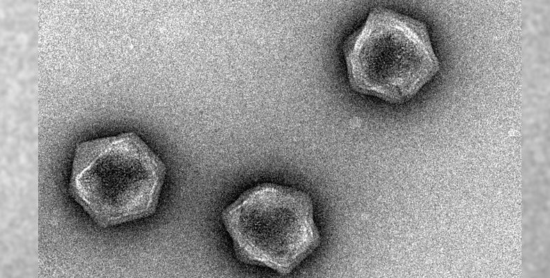 Obrovské vírusy nesú genetický kód, ktorý dokáže riadiť metabolizmus živých vecí 