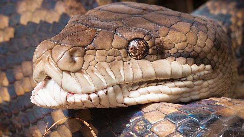 Obrovský python prehltol celú indonézsku gazdinku.
