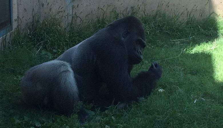 Gorila vo Philadelphii Zoo sa naučila správať sa ako človek