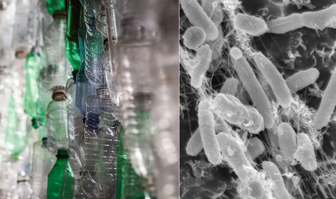 Dobrá správa: existuje mikrób, ktorý dokáže absorbovať niektoré z najtvrdších plastov, ktoré sa dajú recyklovať 