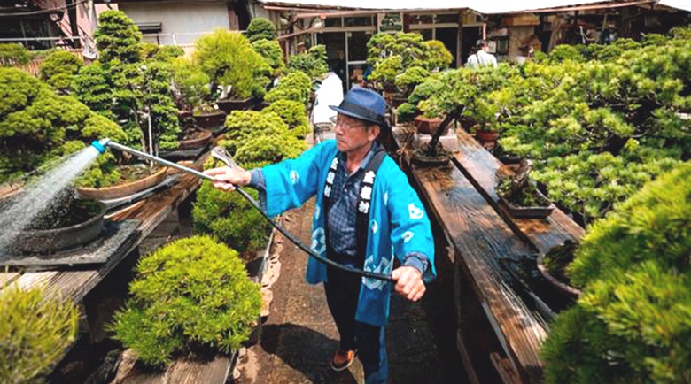 Majitelia ukradnutého stromu bonsai žiadajú zlodejov, aby sa o neho postarali.