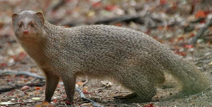 Príbeh rozprávania Mongoose Jeffa