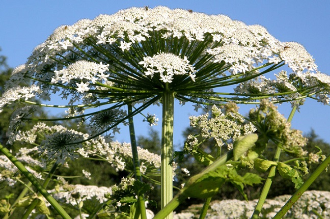 „Batérie