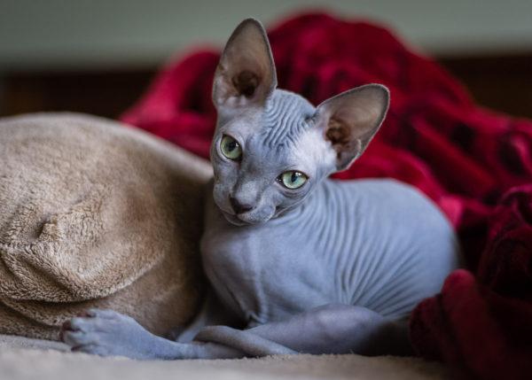 Sphynx kat 