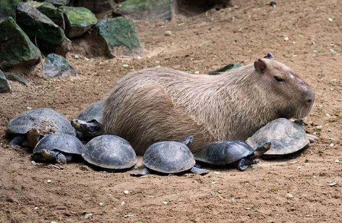 „Capybara