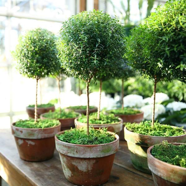 znamenia a povery o izbovej rastline myrty 