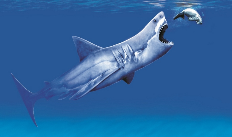 „Megalodon