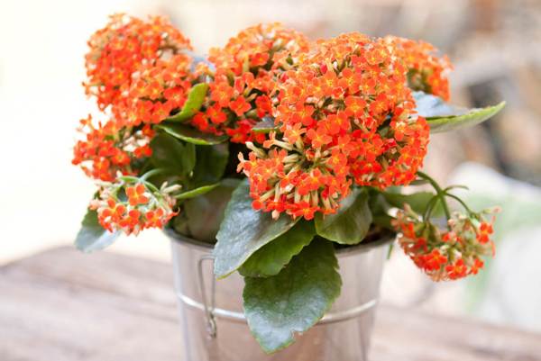 kalanchoe 