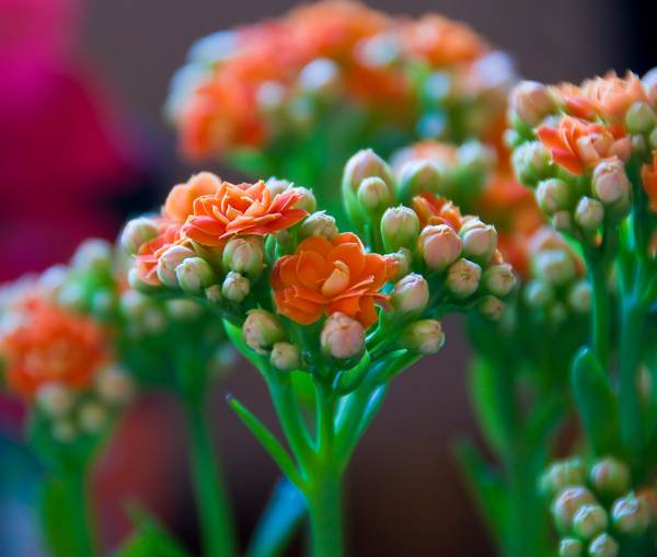 Kalanchoe v dome 