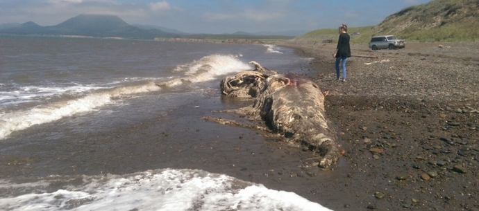 Na brehu Sakhalinu vlny vrhali telo dinosaura.