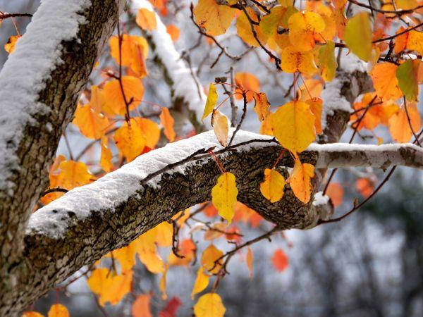 Ľudové znamenia a zvyky na 22. novembra  