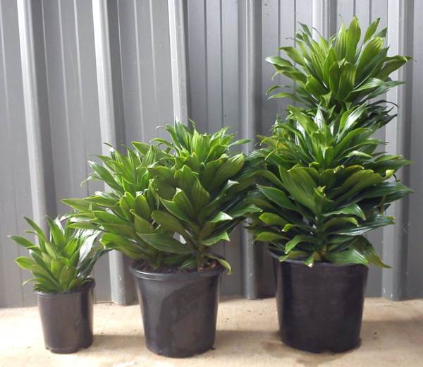 kvet dracaena 