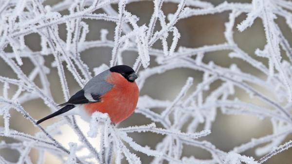 5. decembra ľudové znamenia 