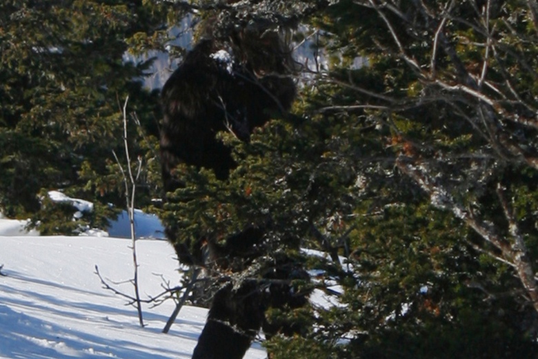 Novokuznetsk turisti urobili jedinečné obrázky yeti