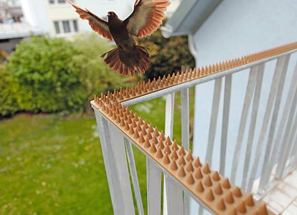 Holubica vyletela na balkón 