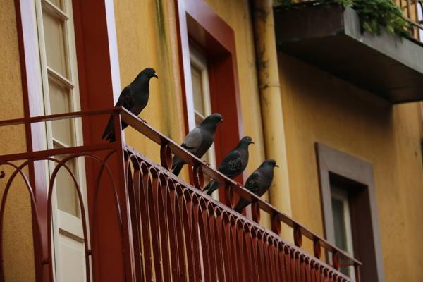holuby sediace na balkóne 