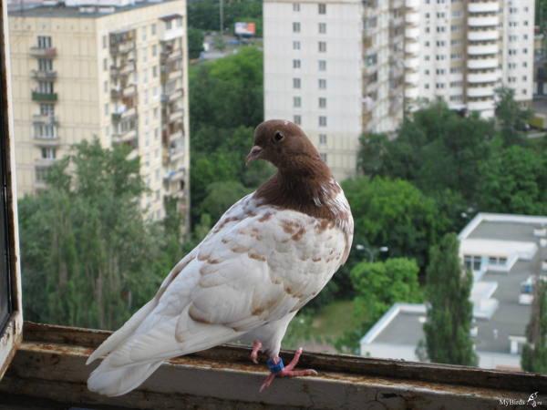 holubica na balkóne s úsmevom 