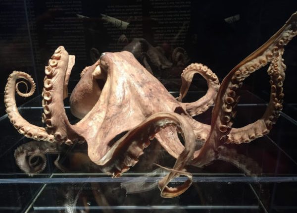 Jedna z Darwinových predstáv o evolúcii sa potvrdila 140 rokov po jeho smrti 
