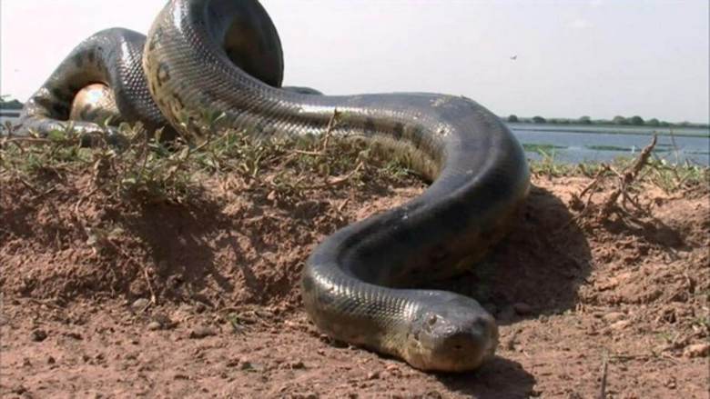 Obrovský reliktný had na Sibíri bude čoskoro opäť loviť