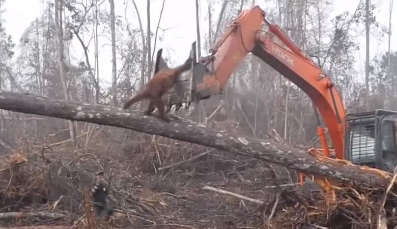 Orangutan sa pokúsil zaútočiť na buldozéra a chrániť pôvodný les.