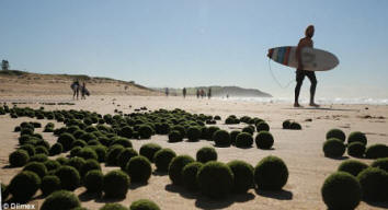 Záhadné zelené 'cudzie vajcia' rozložené po Sydney Dee Why Beach