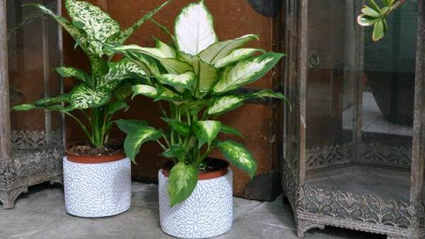 Dieffenbachia doma 