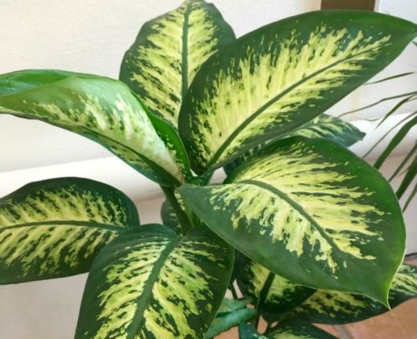 Závod Dieffenbachia 