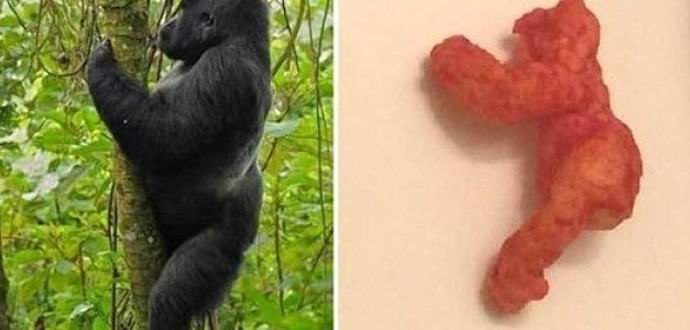 „Kukuričná