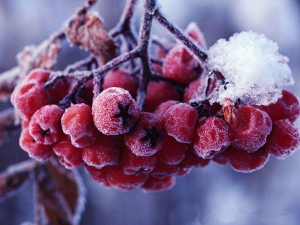 jarabina v novembri 