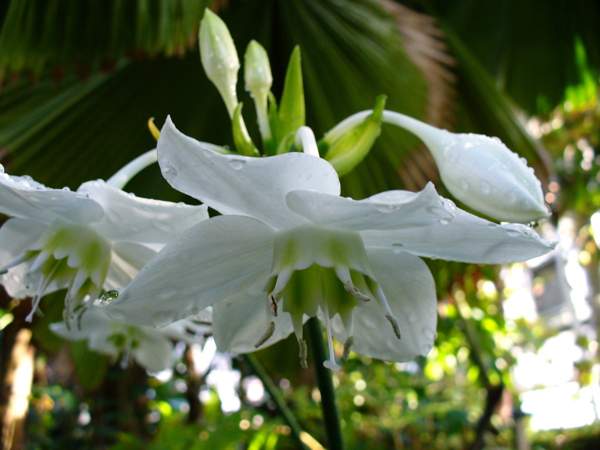 eucharis znamenia a povery 