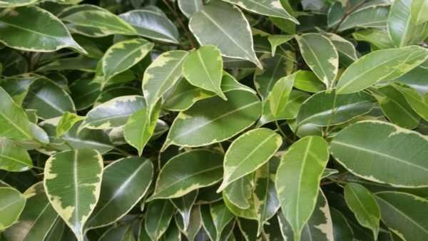 Znamenia a povery Ficus benjamin 