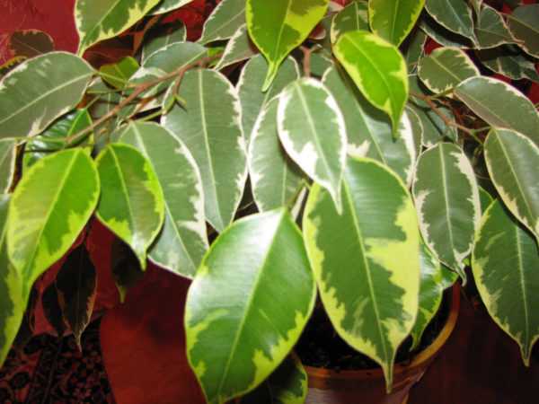 Ficus Benjamin 