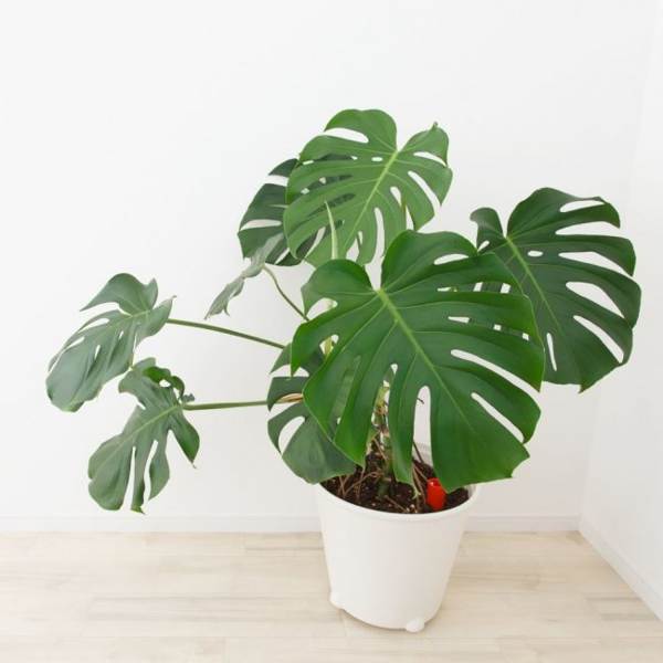 kvet monstera 