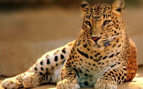 Leopard 