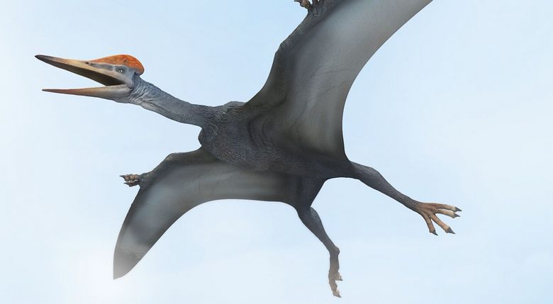 „Pterodaktyly