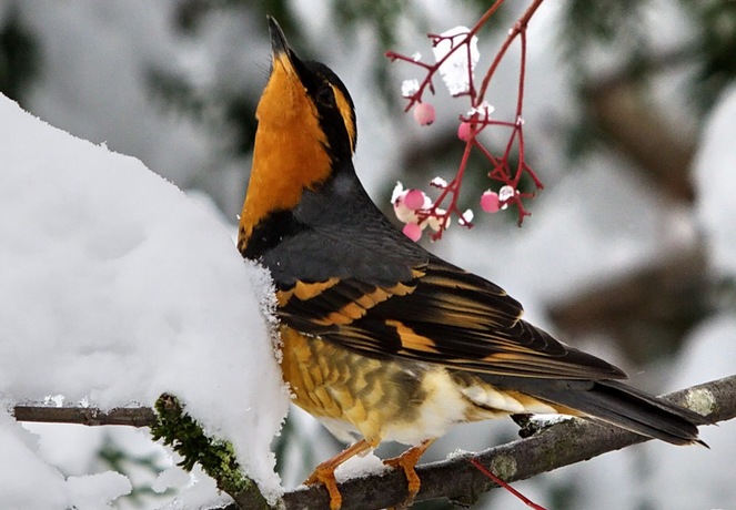 Birds - Natural Musicians