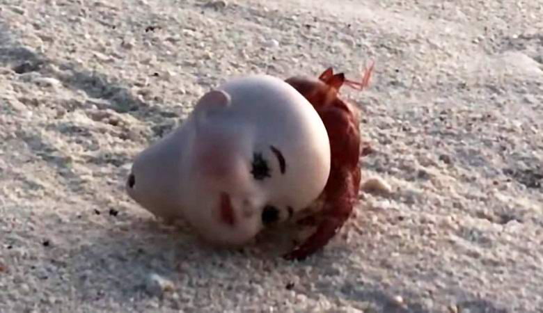 Krab poustevníka sa usadil v hlave bábiky