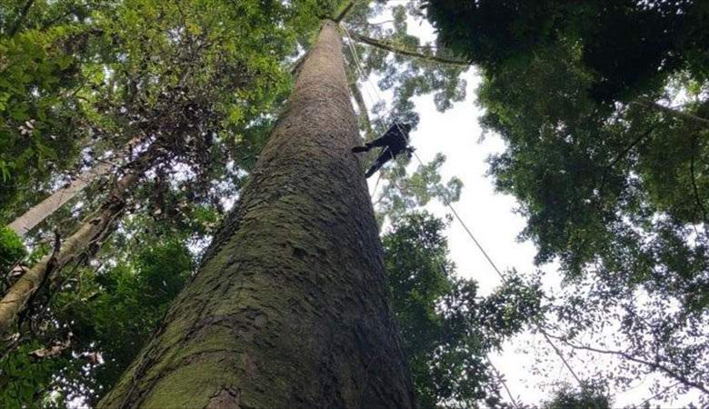 Najvyšší tropický strom objavený v Malajzii